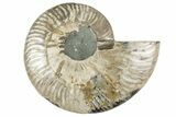 Cut & Polished Ammonite Fossil (Half) - Madagascar #241016-1